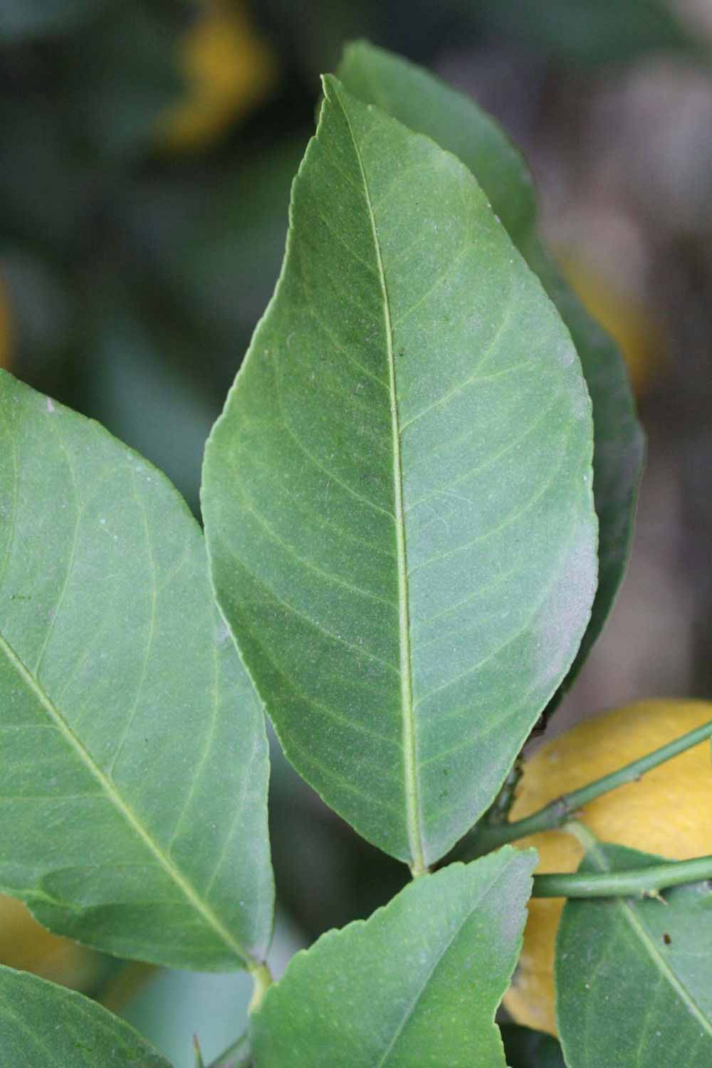              Unifoliolate leaf (Limoneira 8-A, Winter Haven, FL)       